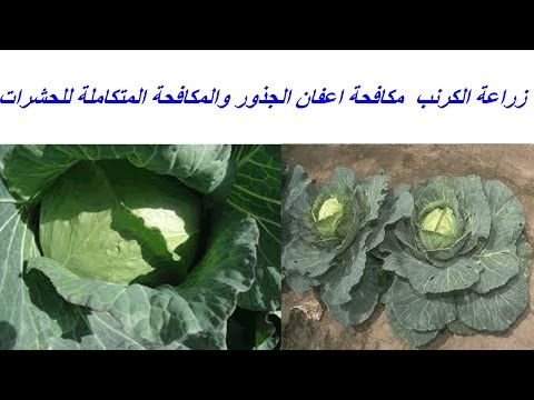 زراعة الكرنب وطرق معالجة الملوحة ومكافحة اعفان الجذور والمكافحة المتكاملة للحشرات