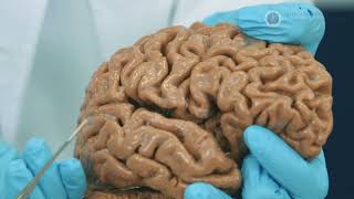 screenshot of the youtube video