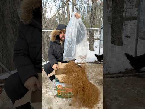 Spilling TEN POUNDS OF MEAL WORMS