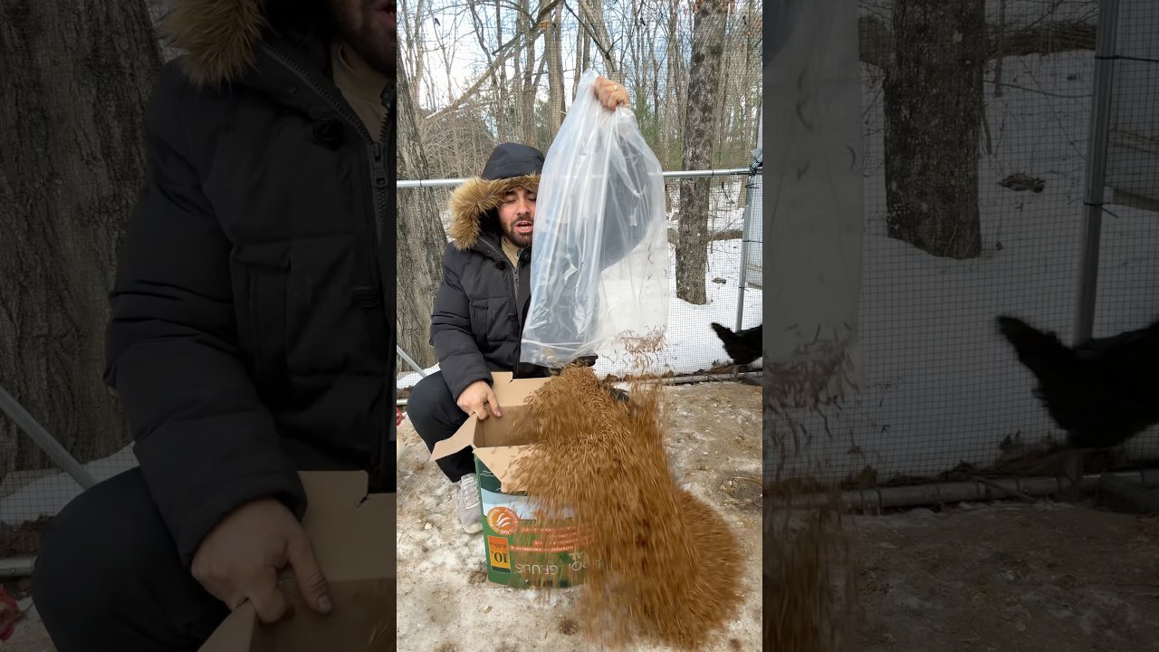 Рассыпано ДЕСЯТЬ ФУНТОВ МУЧНЫХ ЧЕРВЕЙ