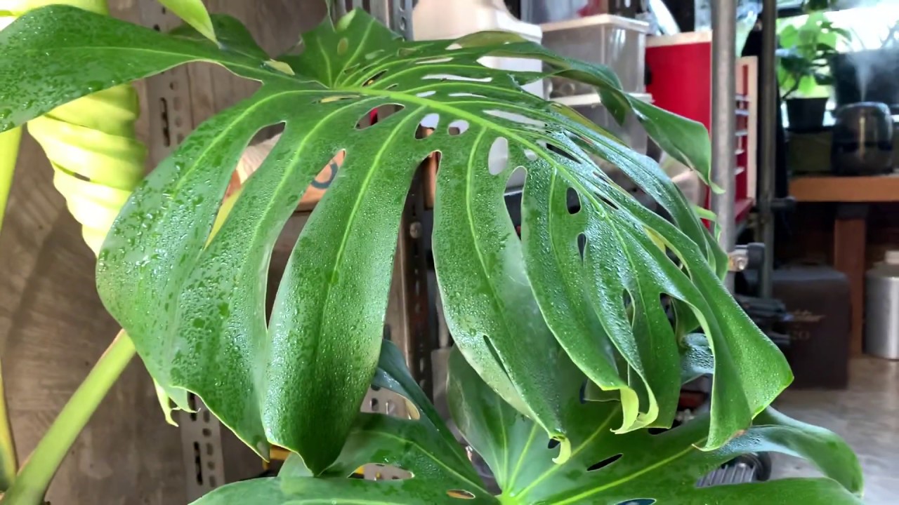 วิธีดูแลต้น Monstera มอนสตอร่า อัพเดท !! คายน้ำที่ปากใบ ตอนที่ 2 -สวนข้างบ้านฉันep55