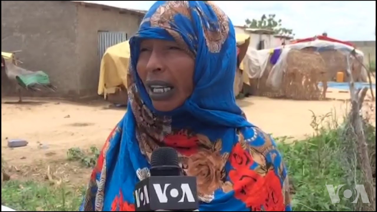 La vie des éleveurs nomades à N'Djamena au Tchad (vidéo)