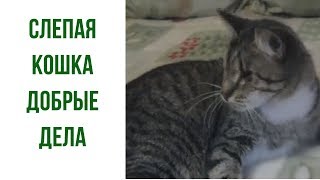 Слепая кошка Слепая кошка