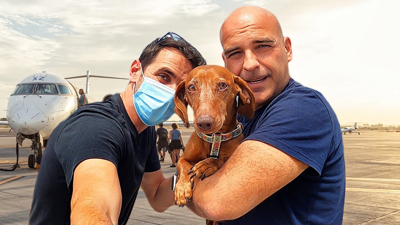 We did it! Dog flies across the world to join his family!