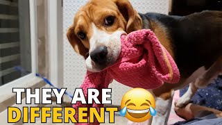 6 Ways Beagles are Different from Other Dogs by Beagle Care 18,446 views 3 months ago 3 minutes, 36 seconds