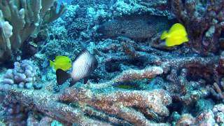 20190322 1 Eel