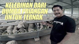 HAJI SUN | Kelebihan dari beternak Domba Priangan