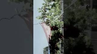 pacerakang kamburi