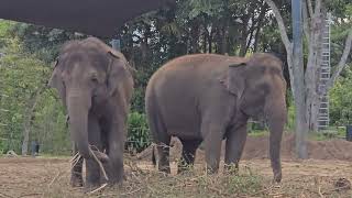 The Elephants. Australia. by Duggan freddy 78 views 5 days ago 2 minutes, 1 second