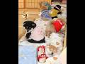 全員遊び始めてるのにこいつだけ爆睡→「なんでまだ寝てんの!?」 #ペキ柴#可愛い