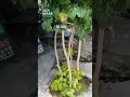Las plantas ornamentales añaden belleza #plantas #agricultura #usa #spain #chile