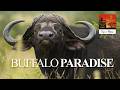 Buffalo Paradise This Is Africa Staffel 8 Folge 10
