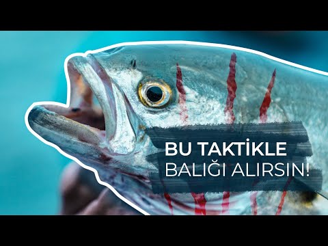 Kıyıdan Balık Avında
