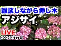 ◆【アジサイの挿し木】雑談LIVE☘️