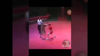 Kanguru Ile Adamın Boks Yapıyor