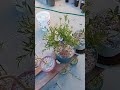 Weeping Willow Bonsai 