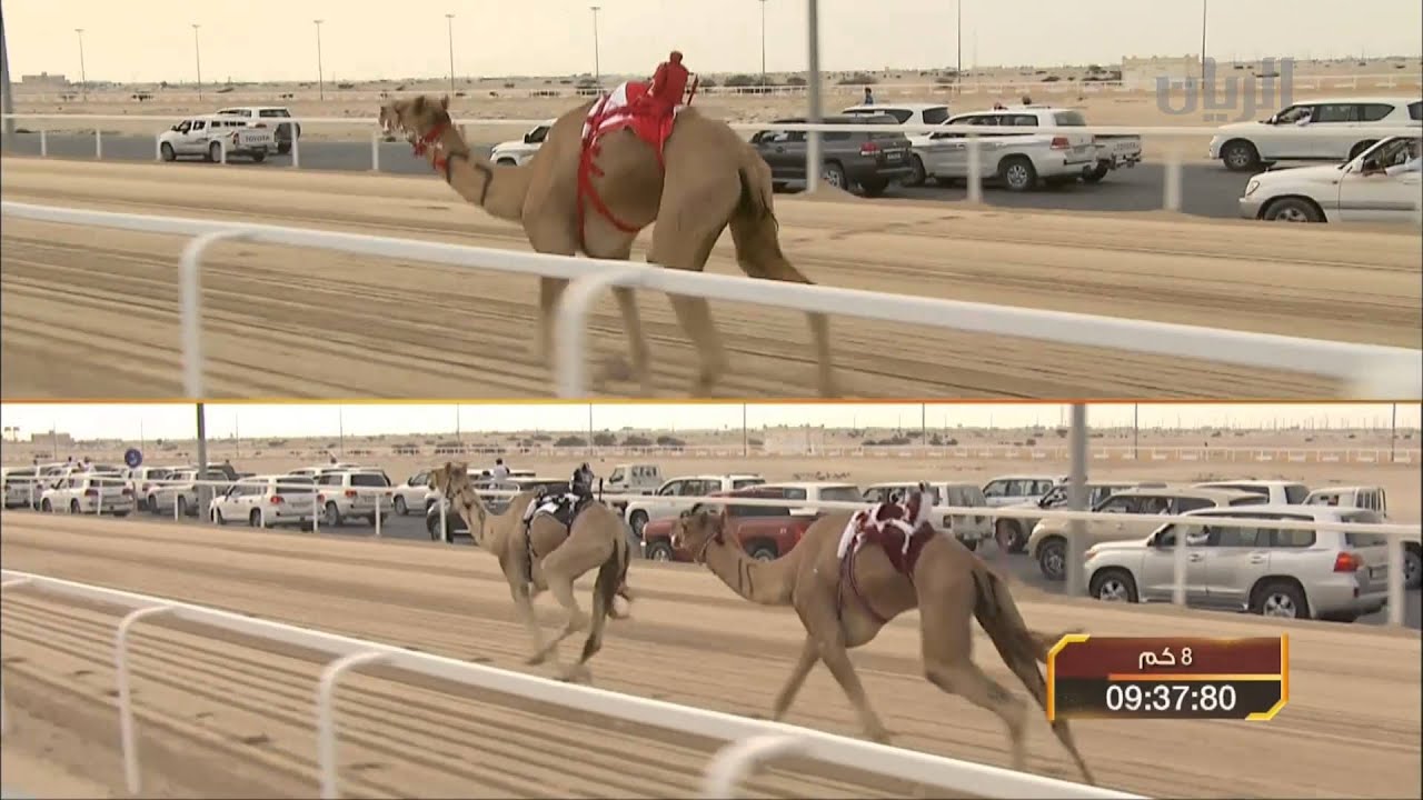 سباق أمير البلاد المفدى للهجن العربية الأصيلة - زمول - الشوط الأول -29-01-2014