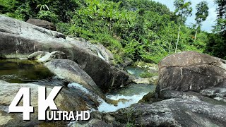 Healing stream sounds and bird chirping in the lush forest - Calming nature sounds 4K