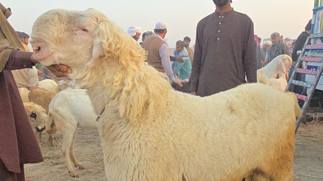 Рул Гай 7 Рамзан Манди 😱 25 февраля 2026 Оценить 🔥🥵 🤦