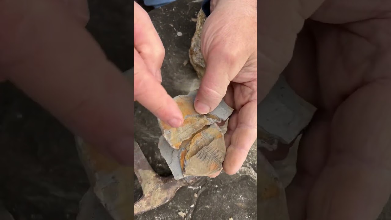 Day 7 of Fossil February 