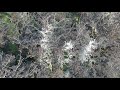 Short observation of herons nest // Краткое наблюдение за гнездами цапель