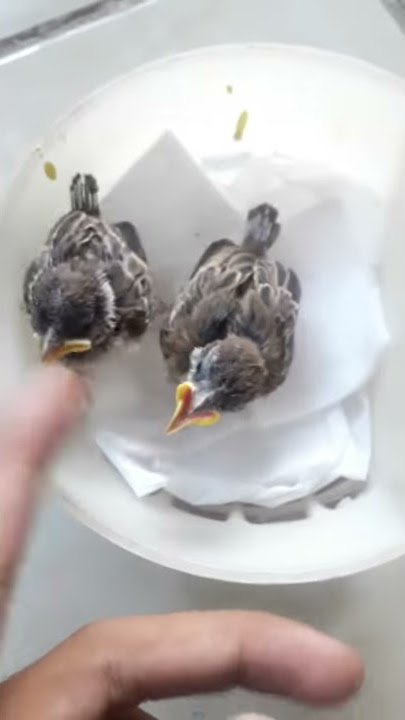 Lolohan burung gereja