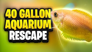 Details Rescaping My 40 Gallon Aquarium (Beginner-Friendly Plants) News