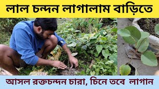 রক্তচন্দনের চারা কিভাবে লাগাবেন/Red Sandalwood Farming#geoedututorial#