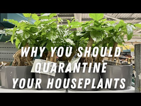 Wideo: Kiedy należy przechowywać rośliny doniczkowe oddzielnie: Wskazówki dotyczące poddawania kwarantannie nowych roślin doniczkowych