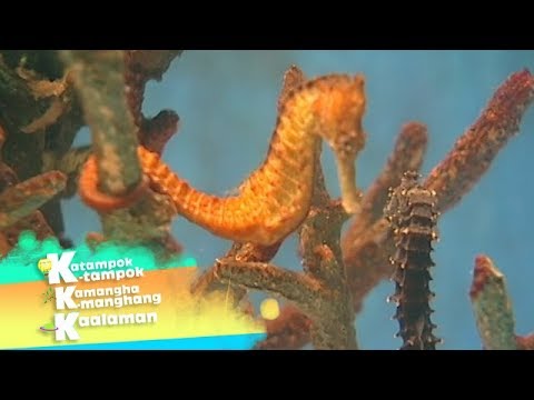 Video: Kamangha-manghang mga seahorse