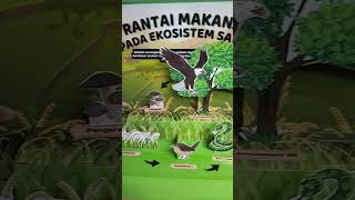 Guys kita belajar ekosistem sawah dengan pop up book mainan kardus Guys kita belajar ekosistem sawah dengan pop up book mainan kardus
