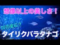 ついに日淡水槽にタイリクバラタナゴが仲間入り！タナゴと侮ることなかれ、宝石のような美しさ！