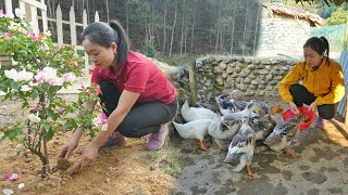 Plant Flowers Along The Concrete Road, Take care of the banana garden & Ducks  Daily Farm