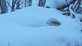 Decorah North Nest | Time-lapse incubating eagle in snow storm (music video) ~ 2-21-2021