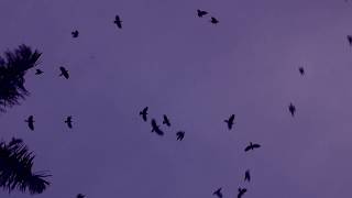 Birds In Sky Video Le Movement Of Thoughts