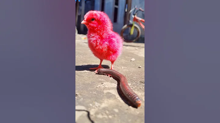 This red chick screamed hysterically when it came to the millipede #shorts #chicks #millipede