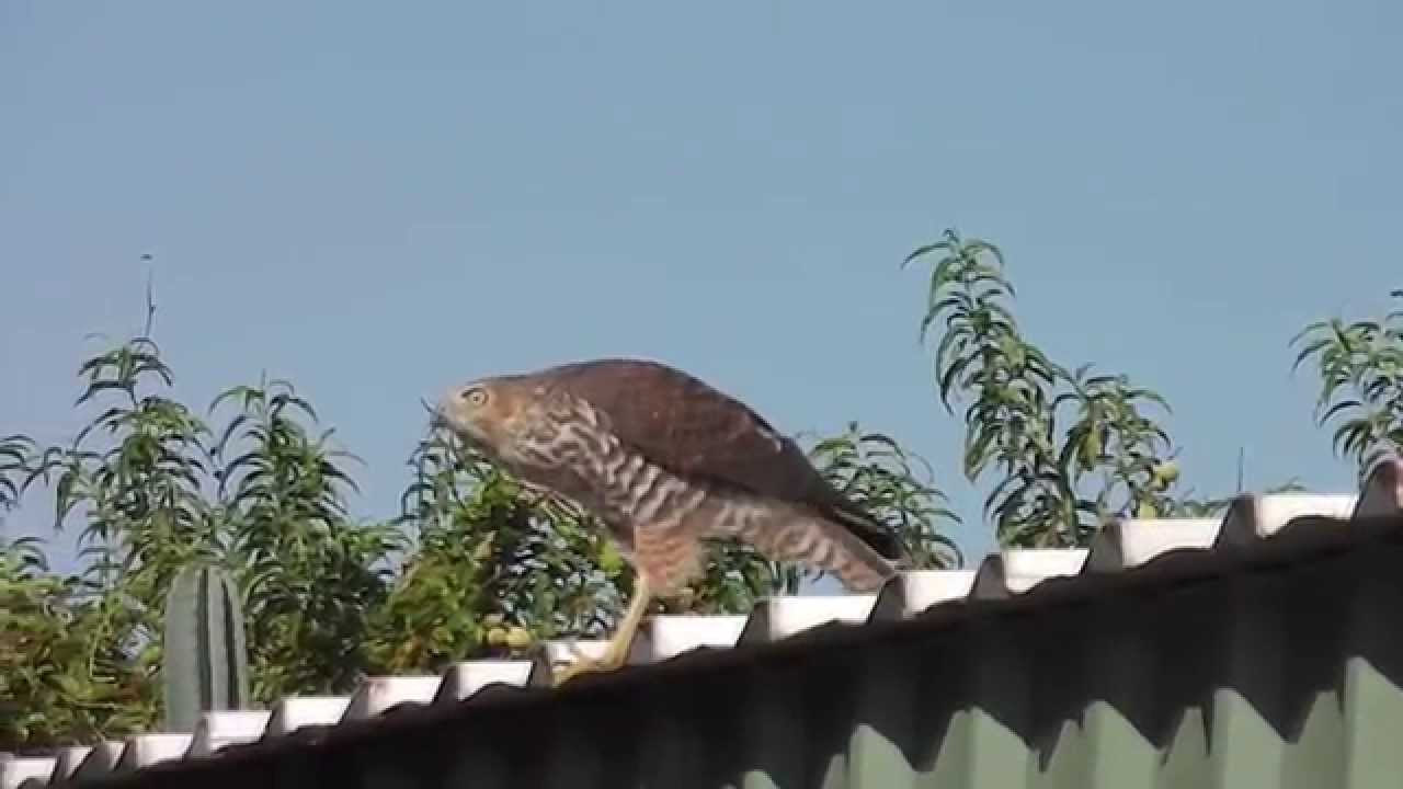 løn Mistillid genstand Brown Goshawk, Australian bird of prey. - YouTube