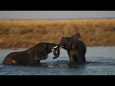 וִידֵאוֹ: הפארק הלאומי מסאי מארה הוא שמורת הטבע המפורסמת ביותר בקניה. כולל מסאי מארה
