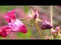 Canon 60D Video Test ( Nature - part one )