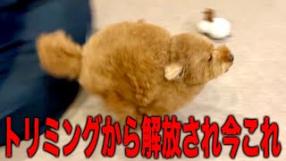 The toy poodle gets angry the moment he finds out he's free from grooming and going for a walk