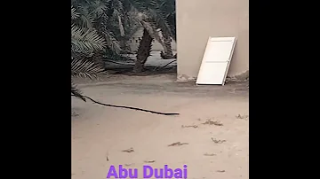 محمد بخش آپاتانی Abu Dhabi 