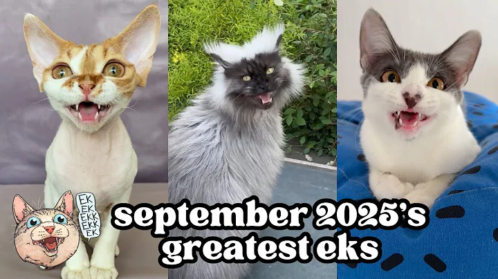 ekekekkekkek compilation - BEST Cat Chirping, Chittering Chattering Clicking of September 2025