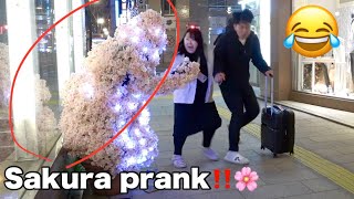 Bushman Japanese Reactions! Cherry blossom (Sakura) Pranks!　Part1 🌸