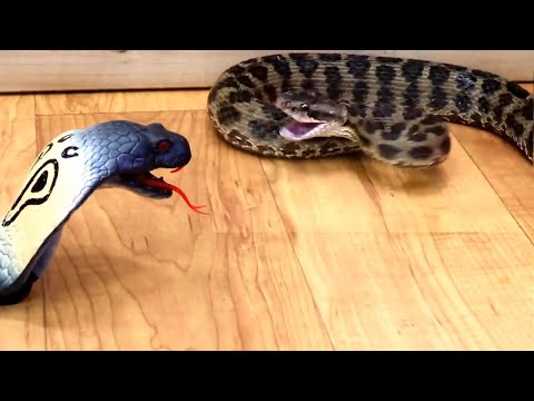 Various 6 Snakes vs Brave toy cobra snake  | Snake fight