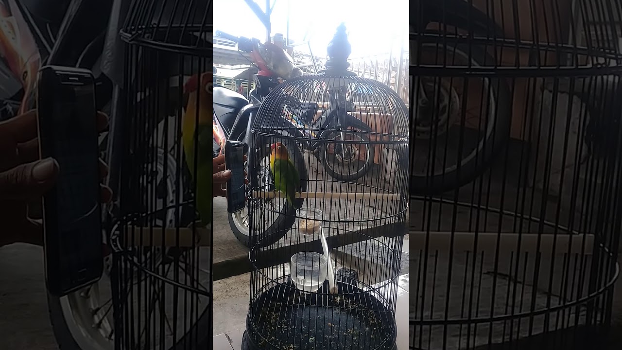 cara mancing burung lovebird biar ngekek 
