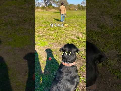 【大型犬】トイレから帰っただけなのに全力で喜ぶロットワイラー #shorts