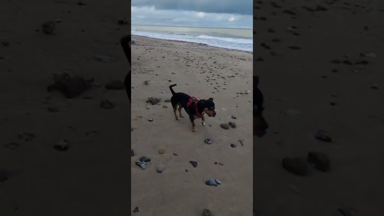 is this a pot lid fracture or worked flint ? fossil fox YouTube