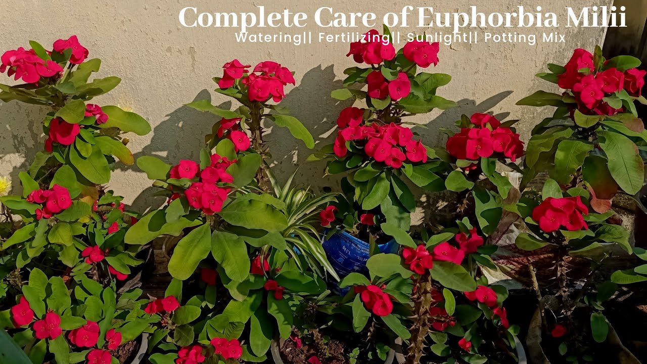 Complete Care of a Euphorbia Milii Plant-Potting mix, Sunlight