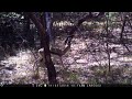 SPRINGBOK on TRAIL CAMERA