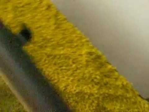 Pesci Colorati Per Acquario Acqua Dolce